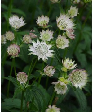 Astrantia major Rosemarie