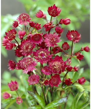 Astrantia Ruby Wedding 