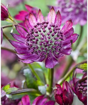 Astrantia major Midnight Owl