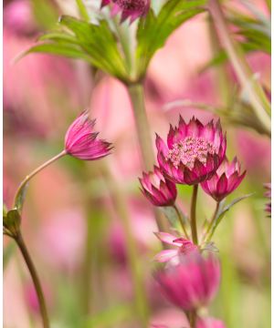 Astrantia major Primadonna