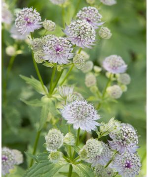 Astrantia major involucrata Shaggy