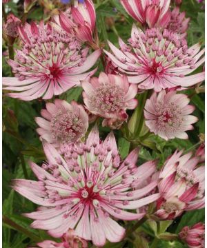 Astrantia major Sparkling Star Pink