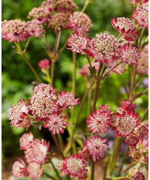 Astrantia major Star of Beauty