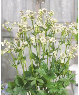 Astrantia major Star of Billion