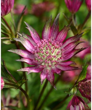 Astrantia major Star of Love