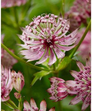 Astrantia major 'Sparkling Stars Pink'