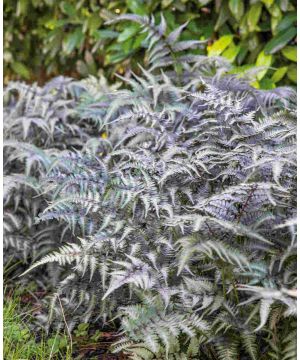 Athyrium niponicum var. pictum Metallicum