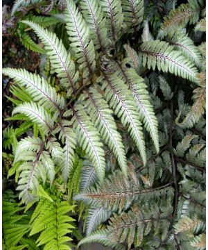 Athyrium niponicum var pictum Pewter Lace