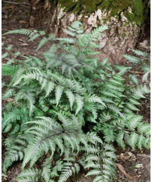 Athyrium Red Beauty