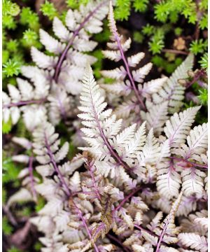 Athyrium niponicum var pictum Silver Falls