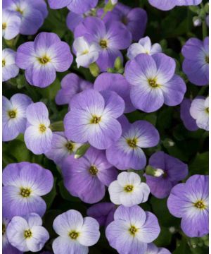 Aubrieta Florado Blue Blush Bicolor