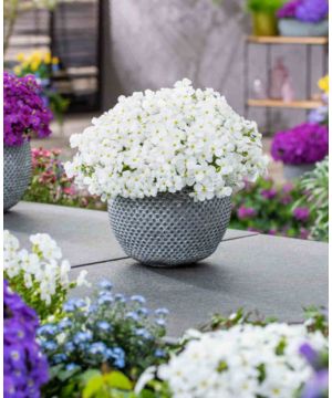 Aubrieta Florado White