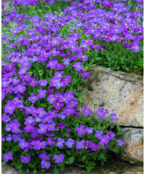 Aubrieta gracilis 'Katie Blue'