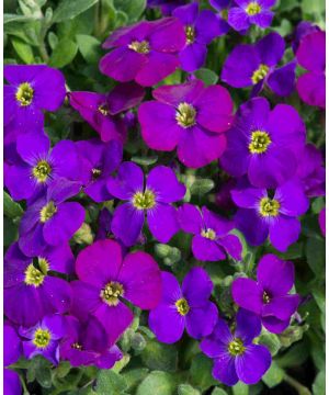 Aubretia gracilis 'Katie Purple'