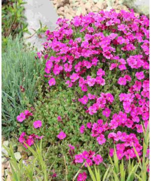 Aubrieta gracilis 'Katie Red'