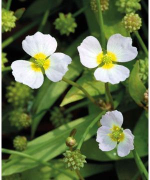 Baldellia Ranunculoides