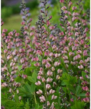 Baptisia Pink Truffles