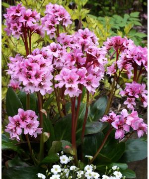 Bergenia Dark Damsel