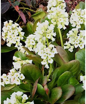 Bergenia Diamond Drops