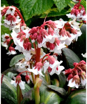 Bergenia Fire and Ice