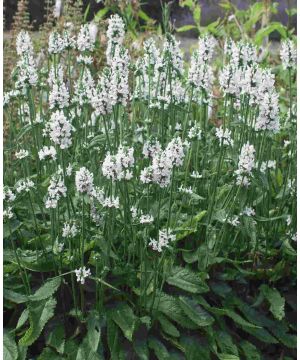 Betonica officinalis 'Summer Snowcone'