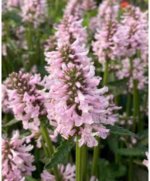 Betonica officinalis 'Summer Sweets'