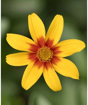 Bidens Brazen Eternal Flame