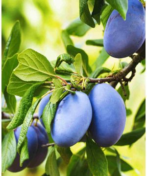 Prunus japonica Black Amber