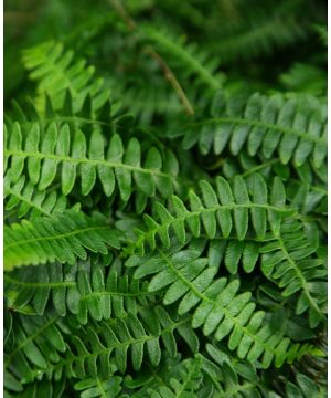 Blechnum penna-marina