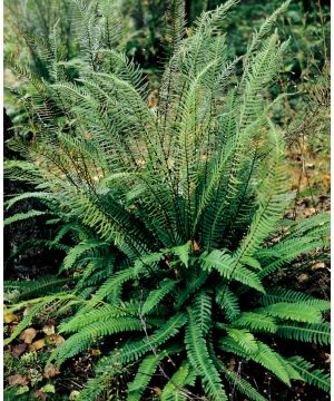 Blechnum spicant