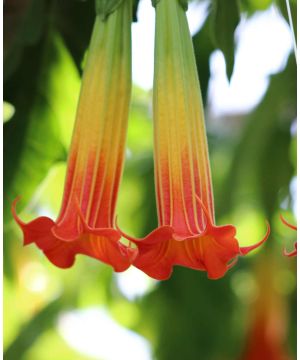 Brugmansia Red Yellow