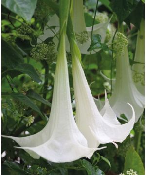 Brugmansia White