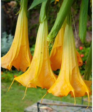 Brugmansia Yellow