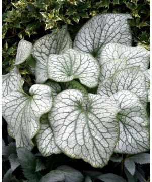 Brunnera Alexanders Great