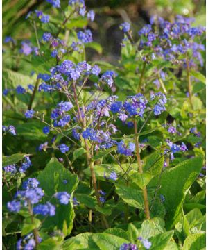 Brunnera macrophylla Blue Ocean