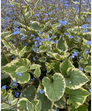 Brunnera macrophylla Hadspen Cream