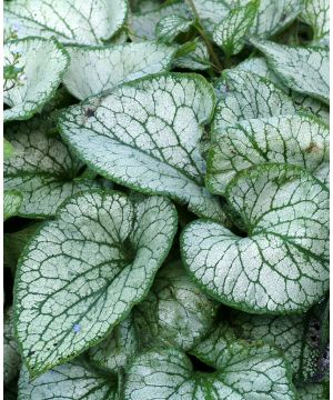 Brunnera Jack Frost