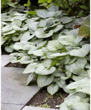 Brunnera Looking Glass