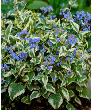 Brunnera macrophylla Variegata