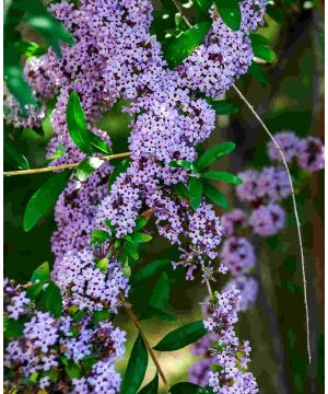 Buddleja alternifolia