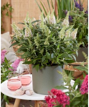 Buddleja davidii Butterfly Candy Little White