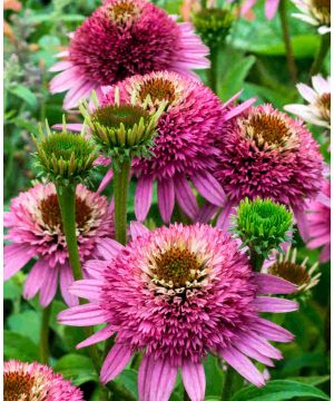 Echinacea purpurea Butterfly Kisses