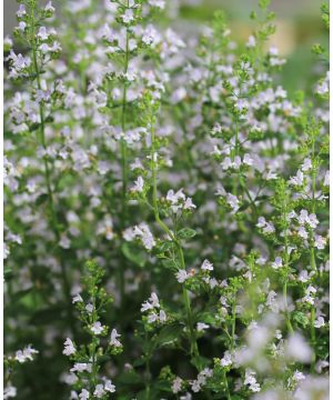 Calamintha nepeta nepeta