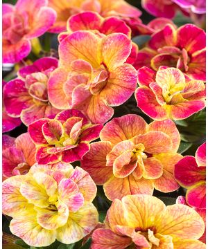 Calibrachoa hybrida Chameleon Desert Rose