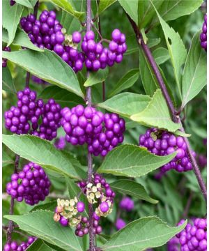 Callicarpa dichotoma Issai