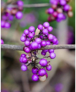 Callicarpa bodinieri var. giraldii Profusion