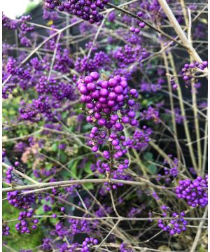 Callicarpa bodinieri var. giraldii ‘Profusion’