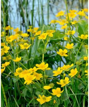 Caltha Palustris