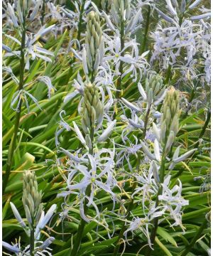 Camassia Cusickii