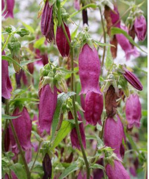 Campanula Beetroot